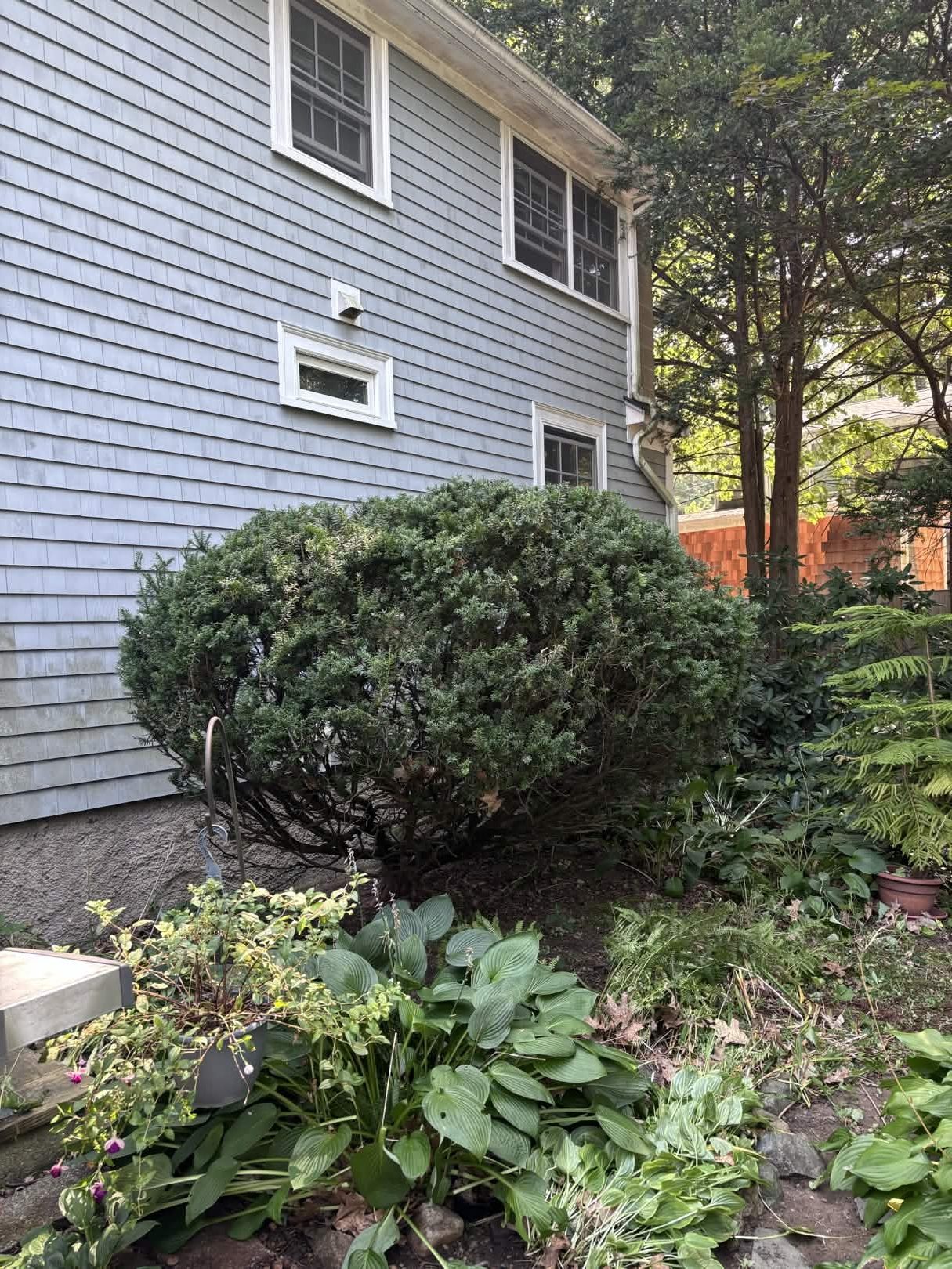 Large shrub and tree shaping along a property line